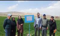 کشت روی پشته و آبیاری تیپ، راهکارهایی برای افزایش بهره‌وری در مزارع لرستان