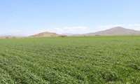 نقش موثر پایگاه نوآوری طرح پایداری تولید در پشتیبانی علمی، ترویجی و الگوسازی برای کشاورزان