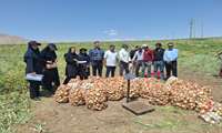 رکوردشکنی تولید پیاز در لرستان؛ ثبت عملکرد ۱۷۰ تن در هکتار در روستای انوج الیگودرز