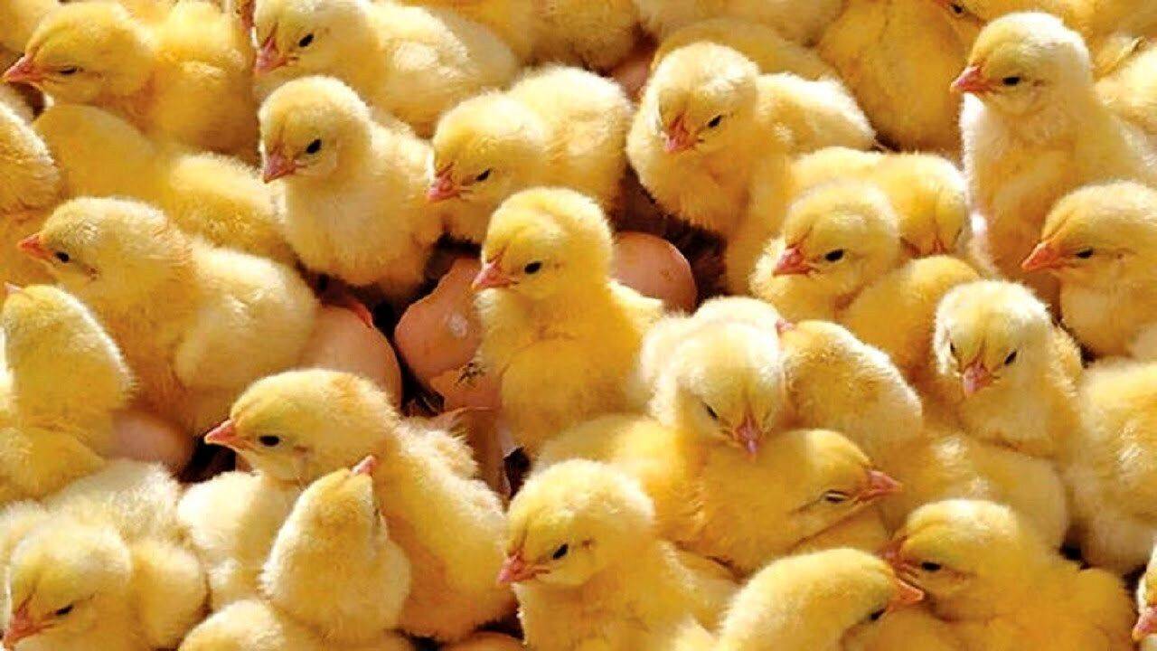 رشد سه برابری جوجه ریزی در لرستان/ عبور از مرز یک میلیون قطعه